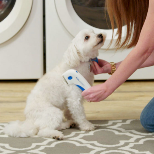 Find, Kill & Remove Pesky Fleas In Minutes!